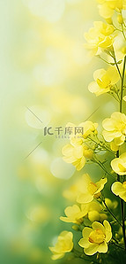 自然合成背景图片_背景上有黄色的花朵