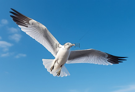海鸥背景图片_一只白色的海鸥在蔚蓝的天空中飞翔