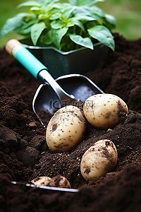 马铃薯种子 马铃薯叶 铲入土壤