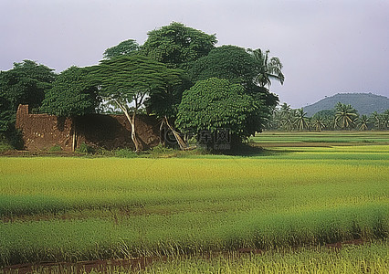 喀纳斯旅游背景图片_纳斯边界有树的田野