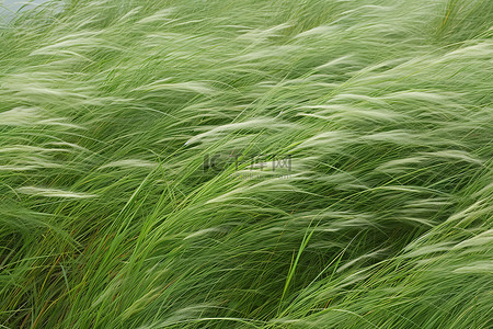 风食风背景图片_在西雅图美术印刷品中拍摄风在草地上翻滚的波浪