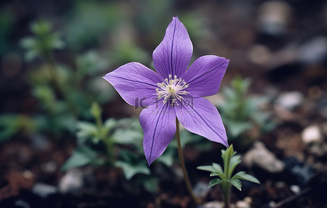 一朵紫色的花从地里长出来
