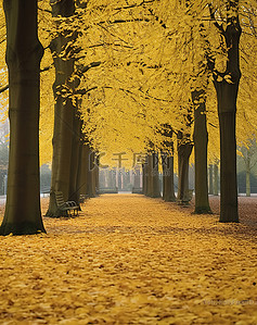 公园里背景图片_公园里一条街道上排列着许多黄叶
