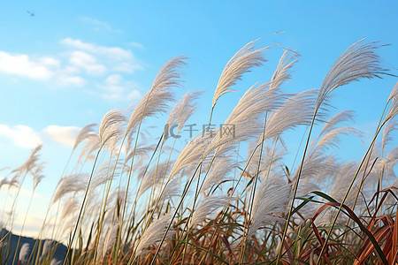 一大片田地，高高的草在微风中吹拂