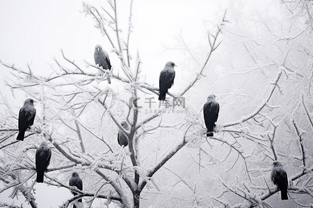 在雪地里，猫头鹰成群结队地坐在被雪覆盖的树木的树枝上