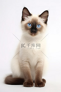 一只蓝眼睛的 saica 小猫坐在白色背景上