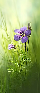 地上绿草中的一朵紫色花