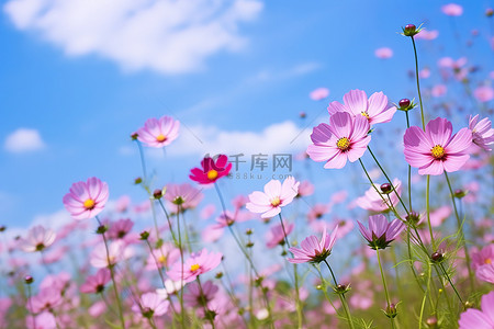 蓝色花田背景图片_粉红色的田野鲜花照片