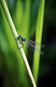 一只蓝色和白色的小蜻蜓坐在一片草地上