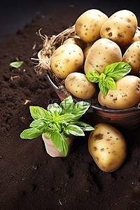 土豆植物背景图片_土豆和植物