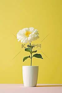黄色背景白色边框的篮子里的白花