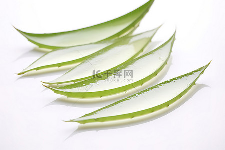 白色蔬菜透明背景图片_白色背景中的三片小透明芦荟叶