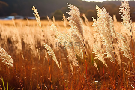 它背景图片_田野里的棕色草，阳光透过它