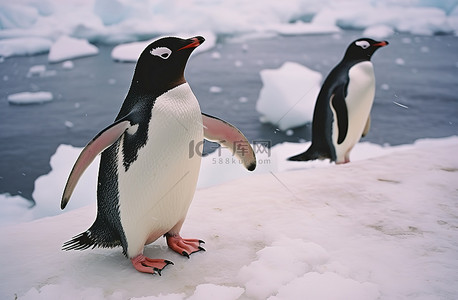 企鹅海的背景图片_大卫岛的企鹅