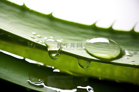 水环保背景图片_一片芦荟叶，上面洒满了水，抬头一看