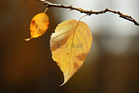 树枝上挂着一片细长的黄色小叶子