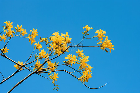 蓝天映衬下开着黄色花朵的树枝