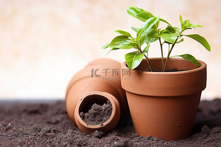 泥土背景图片_上面有植物的泥土和陶罐