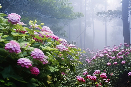 雾天森林里的花朵