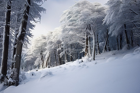 自然景图背景图片_积雪覆盖 积雪覆盖的树木森林阿斯图里亚斯 意大利