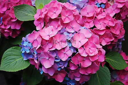 许多蓝色和紫色绣球花，绿叶