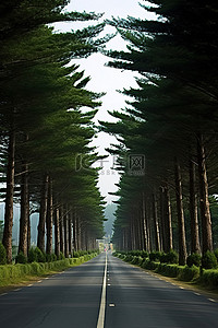 安静交通背景图片_一条安静的路，两边都有一些松树