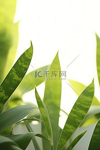 绿色植物的特写照片
