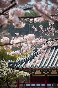 静背景图片_百静宫樱花盛开