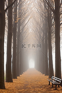 树林路背景图片_秋天的季节，有树林和长凳 leoneskylin sohee 县 jugoosa