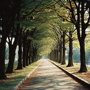 秋天都是背景图片_一条铺好的路，两旁都是树木