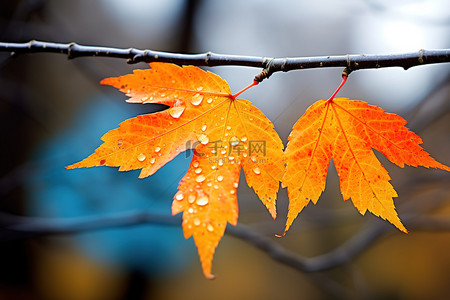 橙色枫叶背景图片_树枝上挂着一片亮橙色的叶子