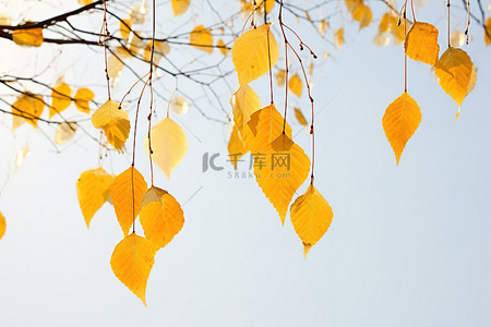 黄叶蓝天背景图片_蓝天映衬下的枫树黄叶