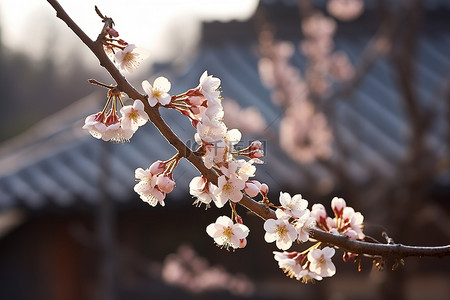 花仙子动图背景图片_一些亚洲樱花已经生长