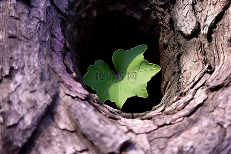 出来玩啊背景图片_树干上的一个空洞，其中有一片叶子伸出来