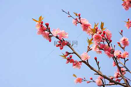 一棵开满鲜花的树在蔚蓝的天空中绽放