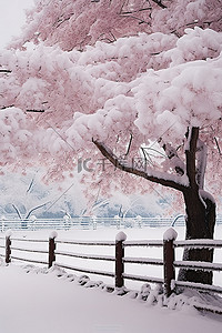 秋冬天背景图片_栅栏前雪中的一棵秋树
