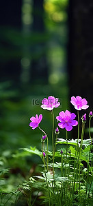 紫色的花朵矗立在树木和草地之间