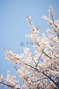 樱花蓝天背景图片_蓝天映衬下盛开的樱花树，树很白