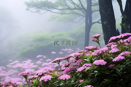 雾中的粉色花朵和树木