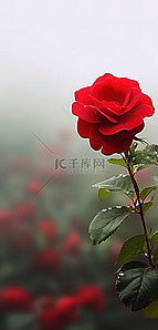 红玫瑰玫瑰图片背景图片_红玫瑰图片玫瑰