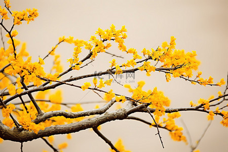 树枝有黄色的叶子