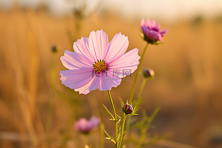 一朵美丽的粉红色花矗立在田野里