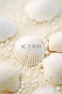 白色的贝壳躺在白色沙滩背景附近的地板上