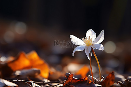 一朵小白花，黄色和红色的眼睛从枯叶中生长出来