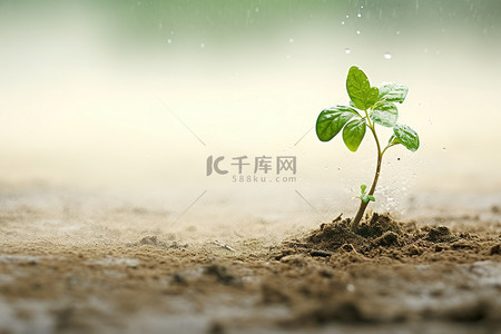 一株植物在雨水的沙子里生长