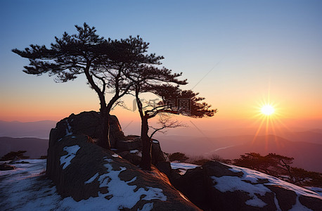 太阳落山前，两棵树矗立在岩石顶上