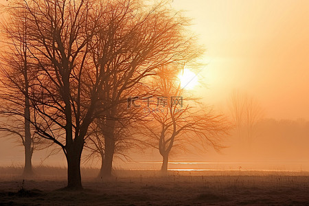 日出雾中的雾树