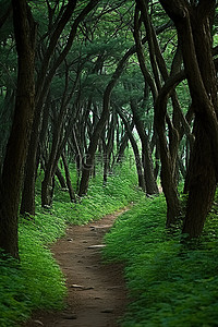 平坦的泥土路背景图片_一张穿过有许多绿树的森林的土路的照片