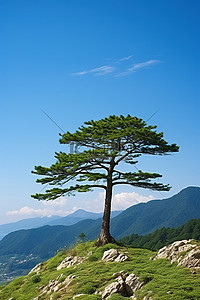 山中一棵孤独的松树