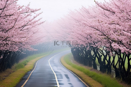 雾天，一条被盛开的樱花树环绕的道路